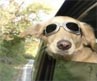 SPEEDbit Blog - Patience is Overrated | HD2Go: SPEEDbit App